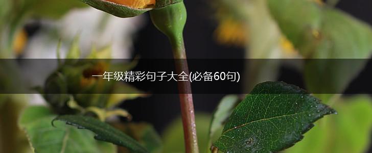 一年级精彩句子大全(必备60句),第1张