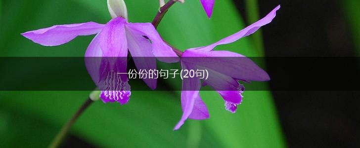 一份份的句子(20句),第1张
