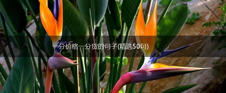 一分价格一分货的句子(精选50句),第1张