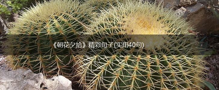 《朝花夕拾》精彩句子(实用40句),第1张