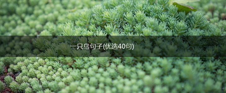 一只鸟句子(优选40句),第1张