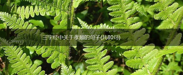 三字经中关于孝顺的句子(共80句),第1张