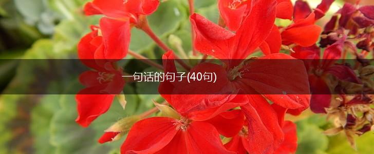 一句话的句子(40句),第1张