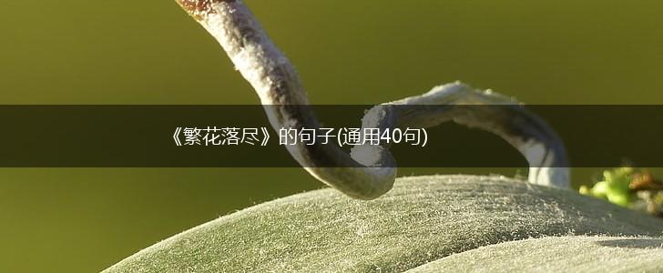《繁花落尽》的句子(通用40句),第1张