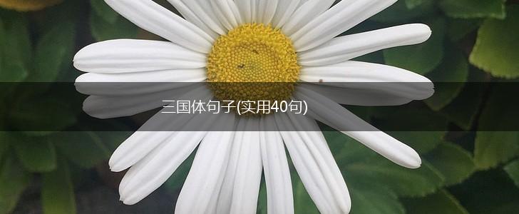 三国体句子(实用40句),第1张