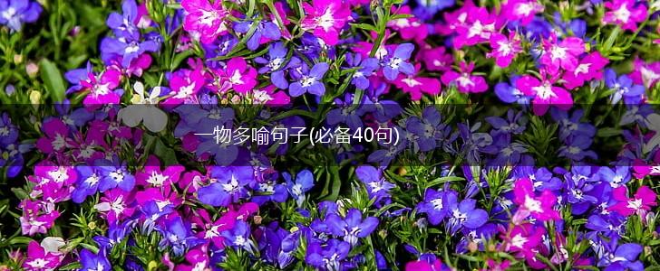 一物多喻句子(必备40句),第1张