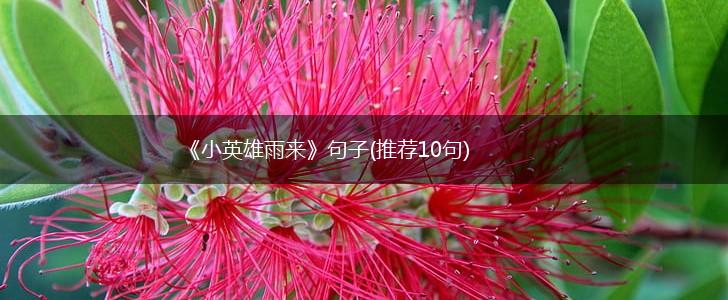 《小英雄雨来》句子(推荐10句),第1张