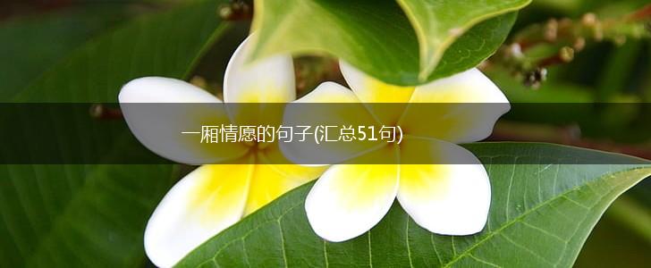 一厢情愿的句子(汇总51句),第1张