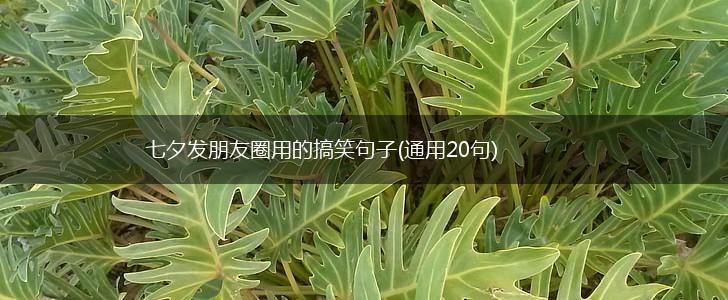 七夕发朋友圈用的搞笑句子(通用20句),第1张