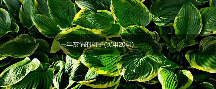 三年友情的句子(实用20句),第1张