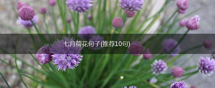 七月荷花句子(推荐10句),第1张