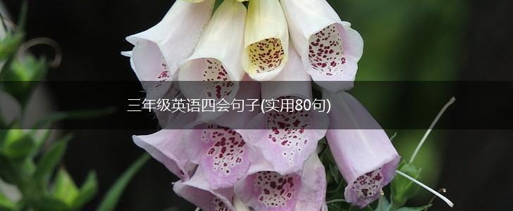 三年级英语四会句子(实用80句),第1张