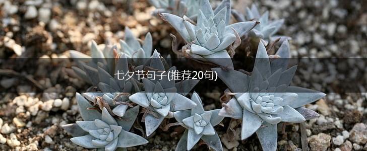 七夕节句子(推荐20句),第1张