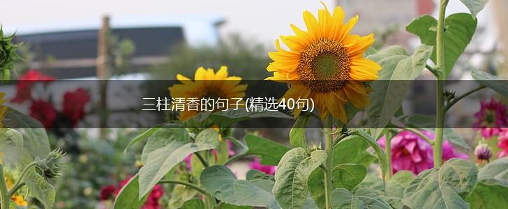 三柱清香的句子(精选40句),第1张