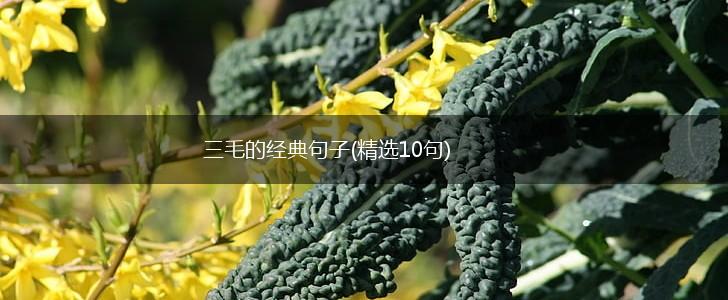 三毛的经典句子(精选10句),第1张