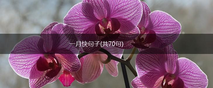 一月快句子(共70句),第1张