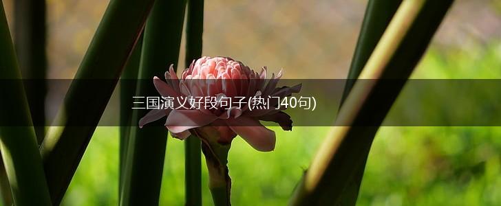 三国演义好段句子(热门40句),第1张