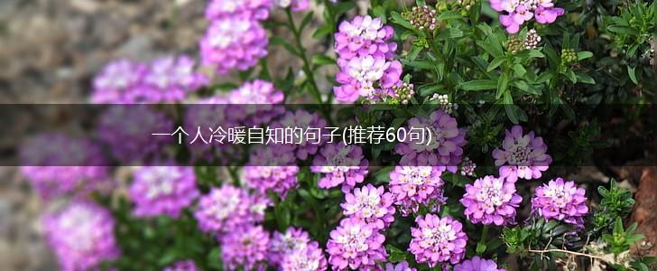 一个人冷暖自知的句子(推荐60句),第1张