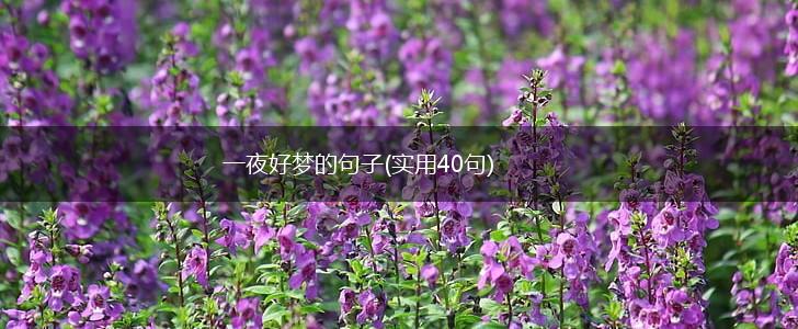 一夜好梦的句子(实用40句),第1张