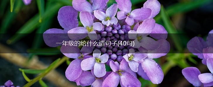 一年级的给什么造句子(40句),第1张