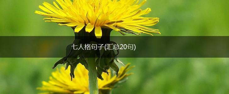七人格句子(汇总20句),第1张