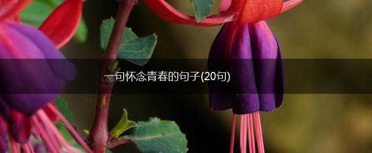 一句怀念青春的句子(20句),第1张