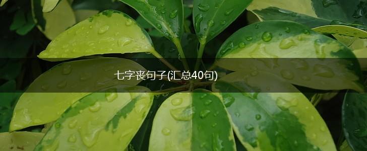 七字丧句子(汇总40句),第1张