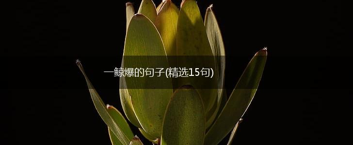 一鲸爆的句子(精选15句),第1张