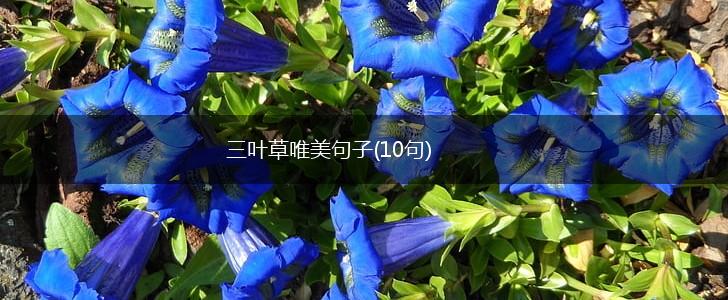 三叶草唯美句子(10句),第1张