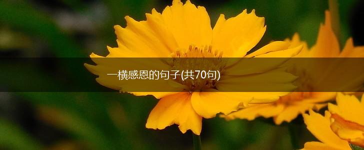 一横感恩的句子(共70句),第1张