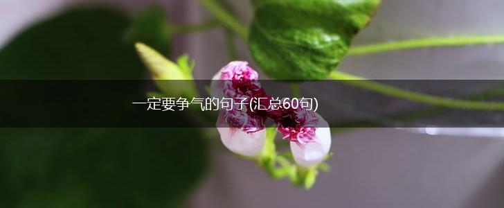 一定要争气的句子(汇总60句),第1张