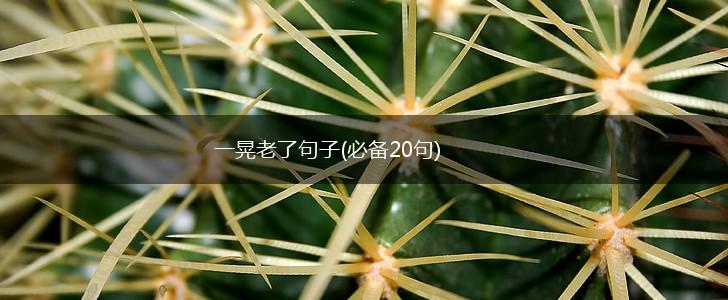 一晃老了句子(必备20句),第1张