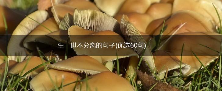 一生一世不分离的句子(优选60句),第1张