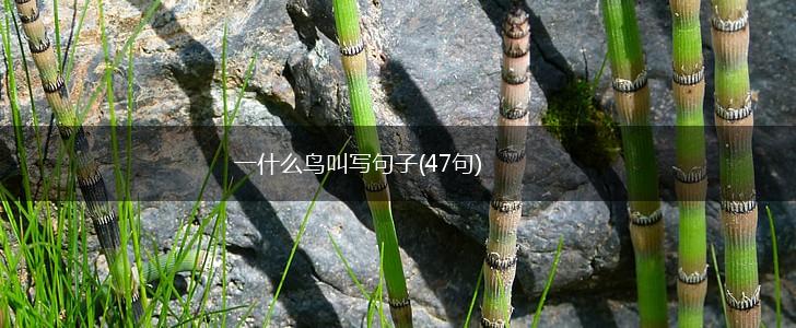 一什么鸟叫写句子(47句),第1张