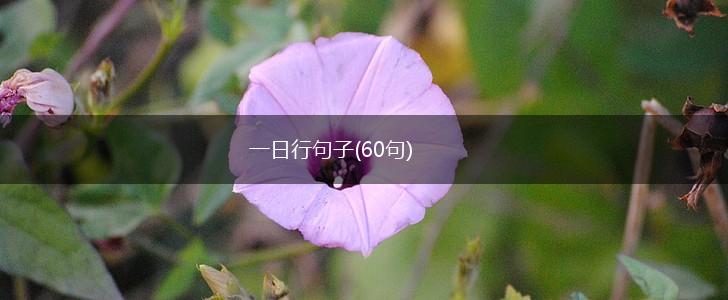一日行句子(60句),第1张