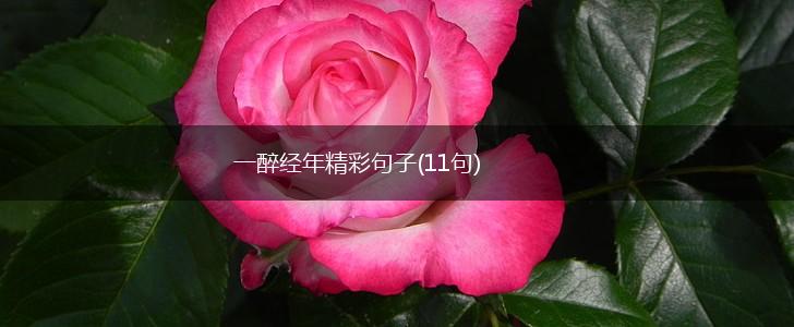 一醉经年精彩句子(11句),第1张