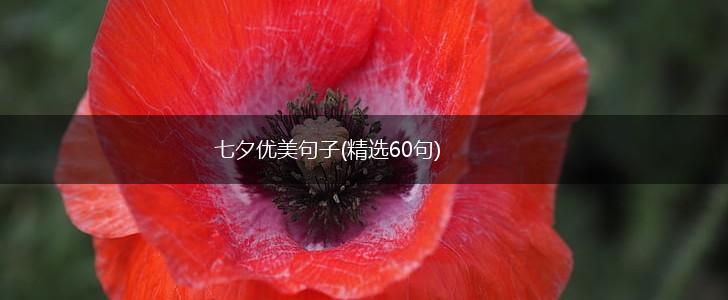 七夕优美句子(精选60句),第1张