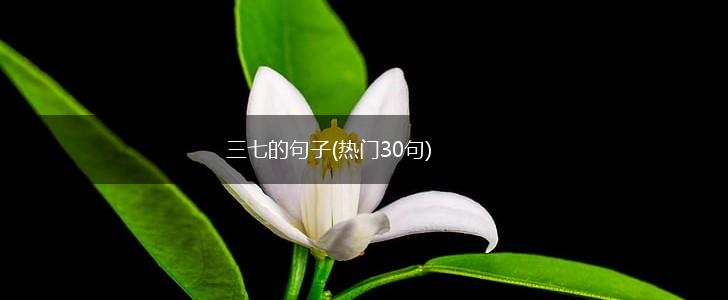 三七的句子(热门30句),第1张