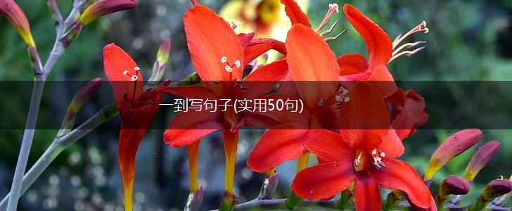 一到写句子(实用50句),第1张