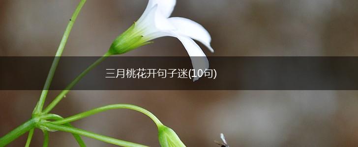 三月桃花开句子迷(10句),第1张