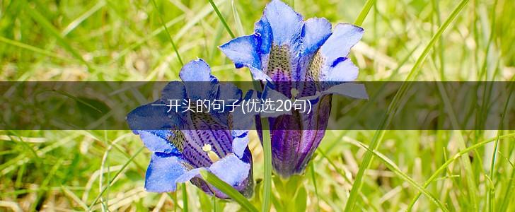 一开头的句子(优选20句),第1张