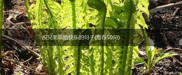 祝兄弟新婚快乐的句子(推荐50句),第1张