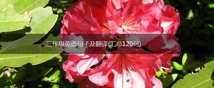 三年级英语句子及翻译(汇总120句),第1张