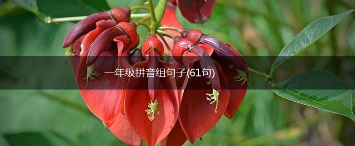 一年级拼音组句子(61句),第1张