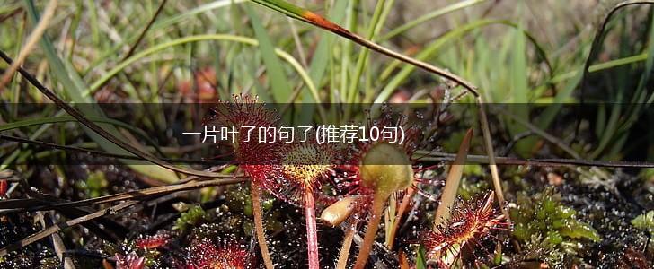 一片叶子的句子(推荐10句),第1张