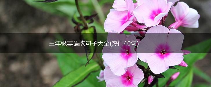 三年级英语改句子大全(热门40句),第1张