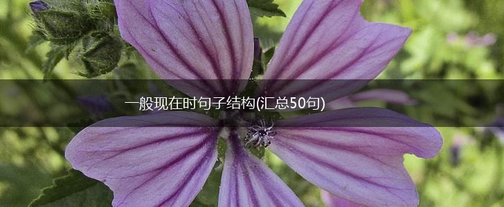 一般现在时句子结构(汇总50句),第1张