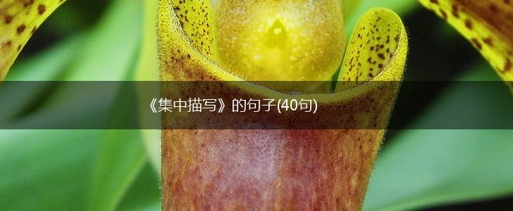 《集中描写》的句子(40句),第1张