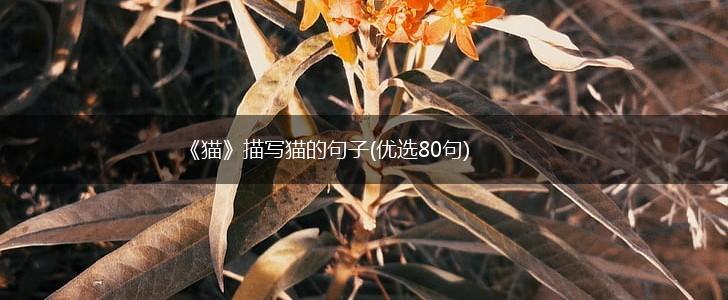 《猫》描写猫的句子(优选80句),第1张