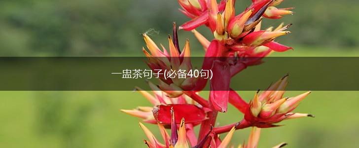 一盅茶句子(必备40句),第1张